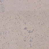 Пробковый пол Corkart Narrow Plank 4V PJ3 186w WC X - 6.0