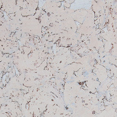 Пробковое настенное покрытие Corkart Classic PW3 324c WS-3.0