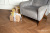 SPC VINILAM PARQUET CHEVRON 8,5 мм Шеврон Плезир I1651102